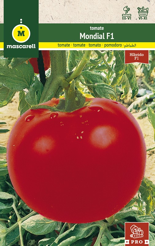 MONDIAL F1 TOMATO