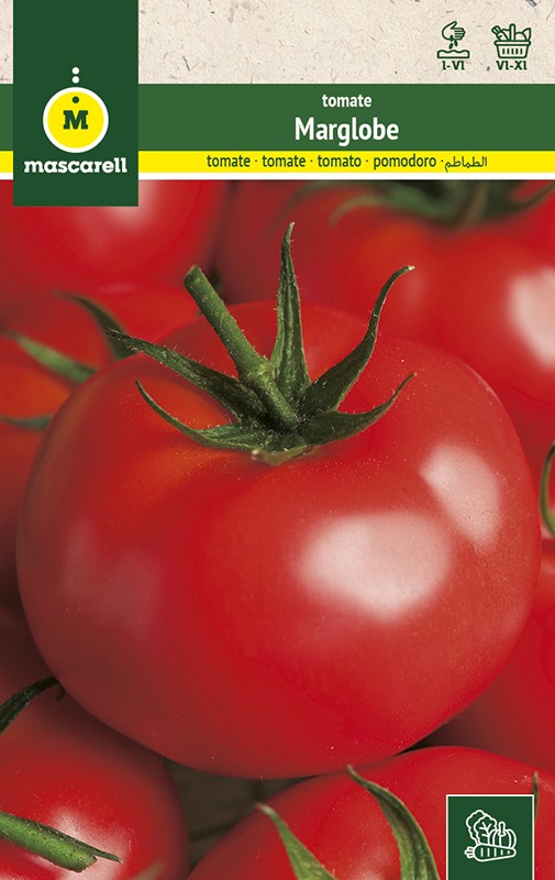 TOMATO MARGLOBE