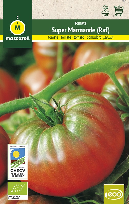 Tomate Marmande (RAF) "RAINBOW-ECO"