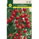 TOMATE RED CHERRY (MINIBEL)