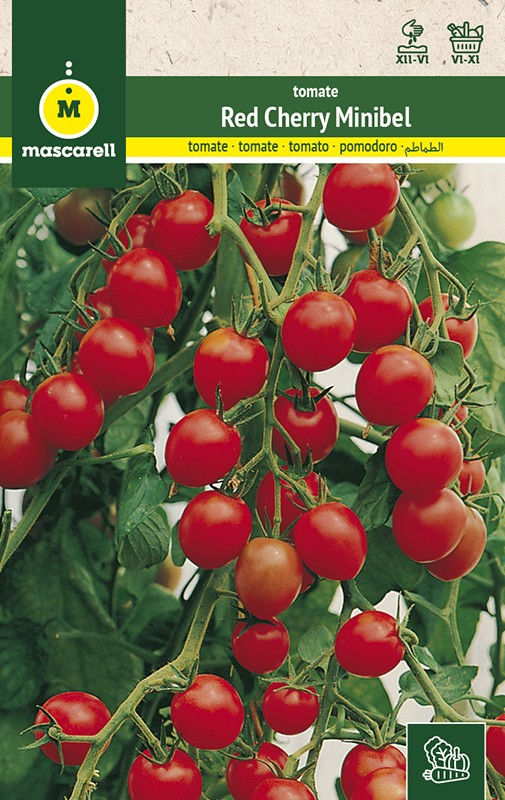 TOMATE RED CHERRY (MINIBEL)