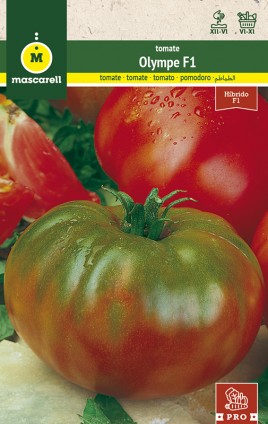 TOMATO OLYMPE F1