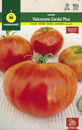 TOMATE VALENCIANO GORDAL PLUS