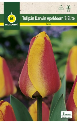 Tulipan Apeldoorn Elite