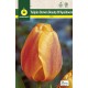 Tulipan Beauty of Apeldoorn