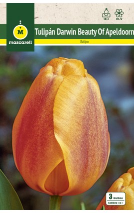 Tulipan Beauty of Apeldoorn