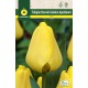 Tulipan Golden Apeldoorn