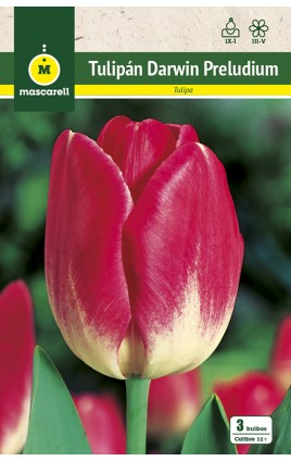 Tulipan Preludium