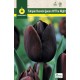 Tulipan Queen of the Night