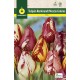 Tulipan Rembrandt, Mezcla de Colores