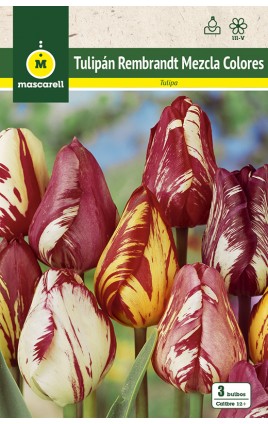 Tulipan Rembrandt, Mezcla de Colores