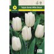 Tulipan White Dream