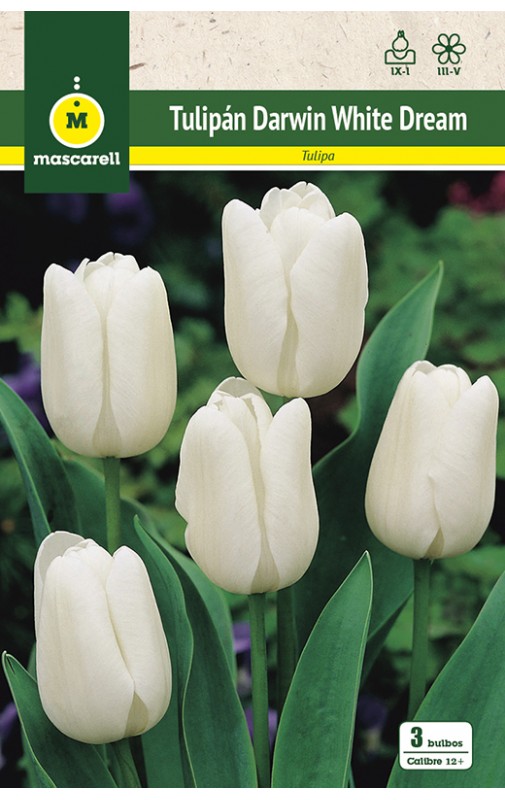 Tulipan White Dream