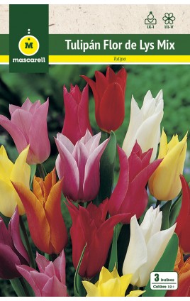 Tulipanes Flor de Lys, Mezcla de Colores