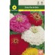 ZINNIA DAHLIA FLOWERED MIX