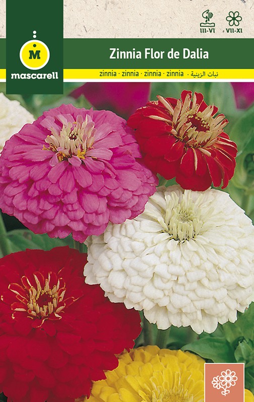 ZINNIA DAHLIA FLOWERED MIX - Mascarell Semillas