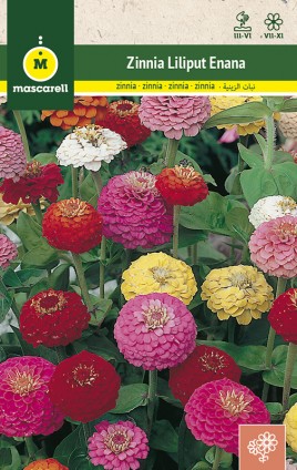 ZINNIA LILIPUT MIX