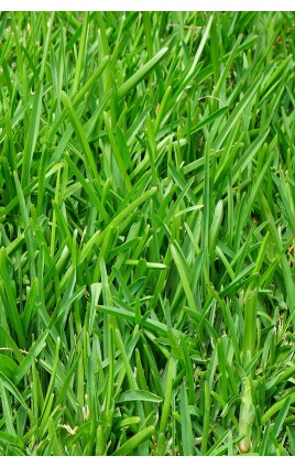 Festuca arundinacea