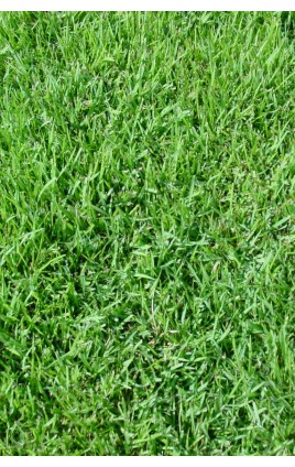 Festuca rubra trichophylla