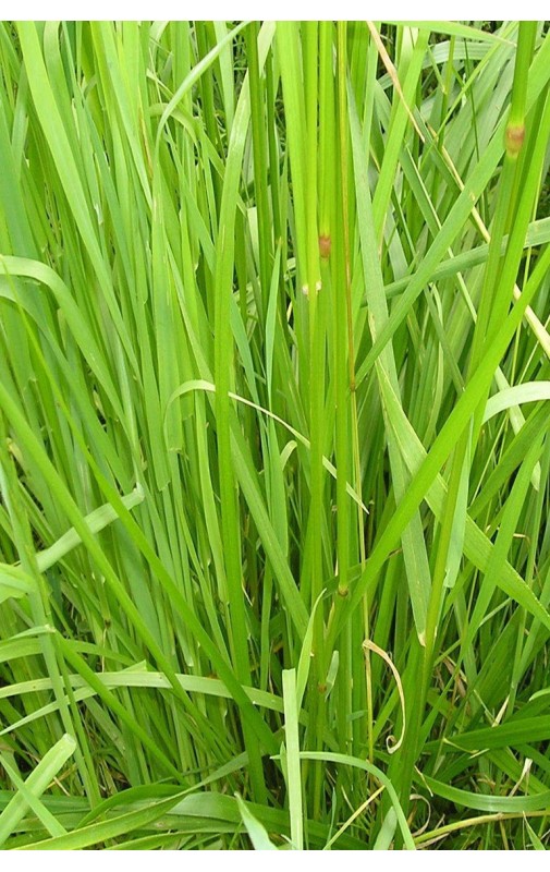 Festuca ARUNDINACEA FORRAJERA FAWN