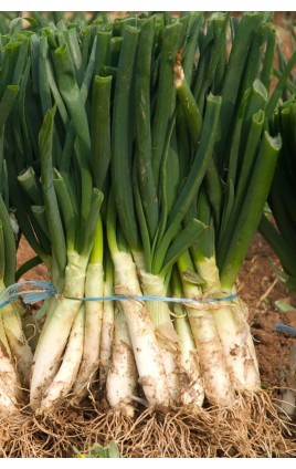 BULBOS DE CEBOLLA para CALÇOTS