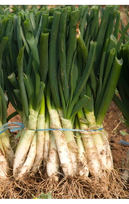 BULBOS DE CEBOLLA para CALÇOTS