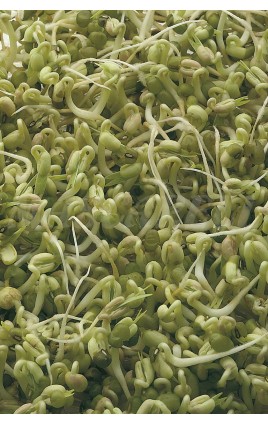 SPROUTS SOYA BEAN