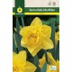 Narcisos Dobles Dick Wilden