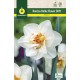 Narcisos Dobles Flower Drift