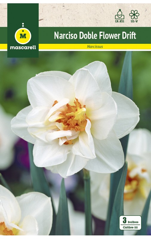 Narcisos Dobles Flower Drift