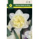 Narcisos Dobles Ice King