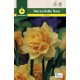 Narcisos Dobles Texas