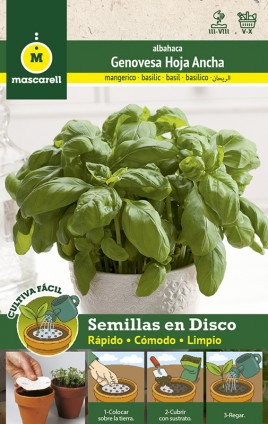 Albahaca Hoja Ancha Genovesa - DISCO 8 cm