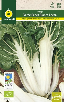 SWISS CHARD WITH WIDE, WHITE STEM 2 "RAINBOW-ECO"