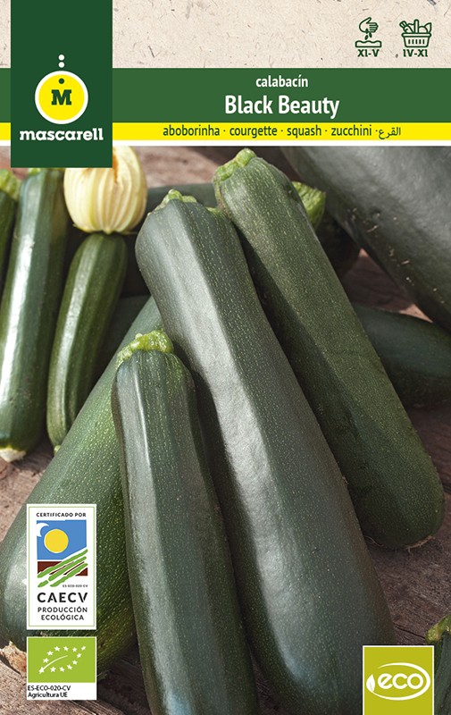 Courgette Black Beauty "RAINBOW-ECO"