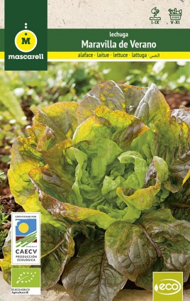 Lettuce Maravilla de Verano "RAINBOW-ECO"