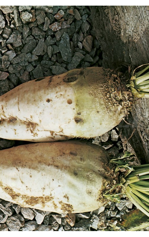 Remolacha Forrajera BLANCA C/VERDE