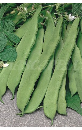Bean Helda