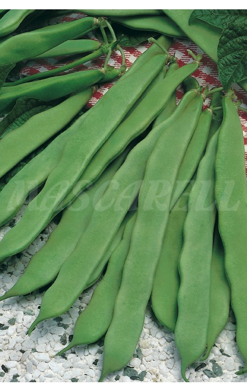 Bean MARCONI