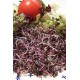 SPROUTS RED CABBAGE