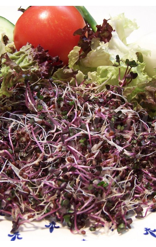 SPROUTS RED CABBAGE