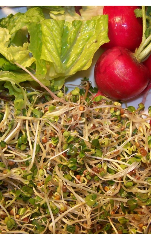 SPROUTS RADISH