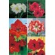 Amaryllis AMS-1 cal.26/28 20 FLOWERBULBS