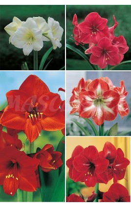 Amaryllis AMS-1 cal.26/28 20 BULBS