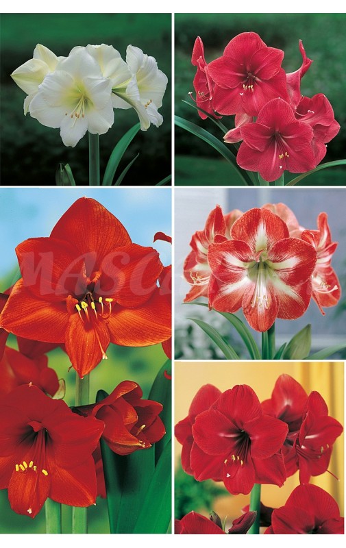 Amaryllis AMS-1 cal.26/28 20 FLOWERBULBS