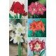 Amaryllis SUPER YUMBO 34/+ AMS-2  20 FLOWERBULBS