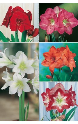 Amaryllis SUPER YUMBO 34/+ AMS-2  20 FLOWERBULBS