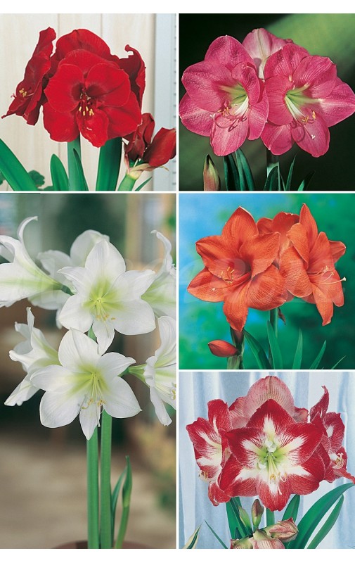 Amaryllis SUPER YUMBO 34/+ AMS-2  20 BULBS