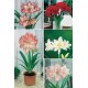 Amarillys DOBLES AMS-3 cal. 26/28 20 FLOWERBULBS