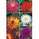 Dalias Cactus DAL-1 cal. I  75 FLOWERBULBS